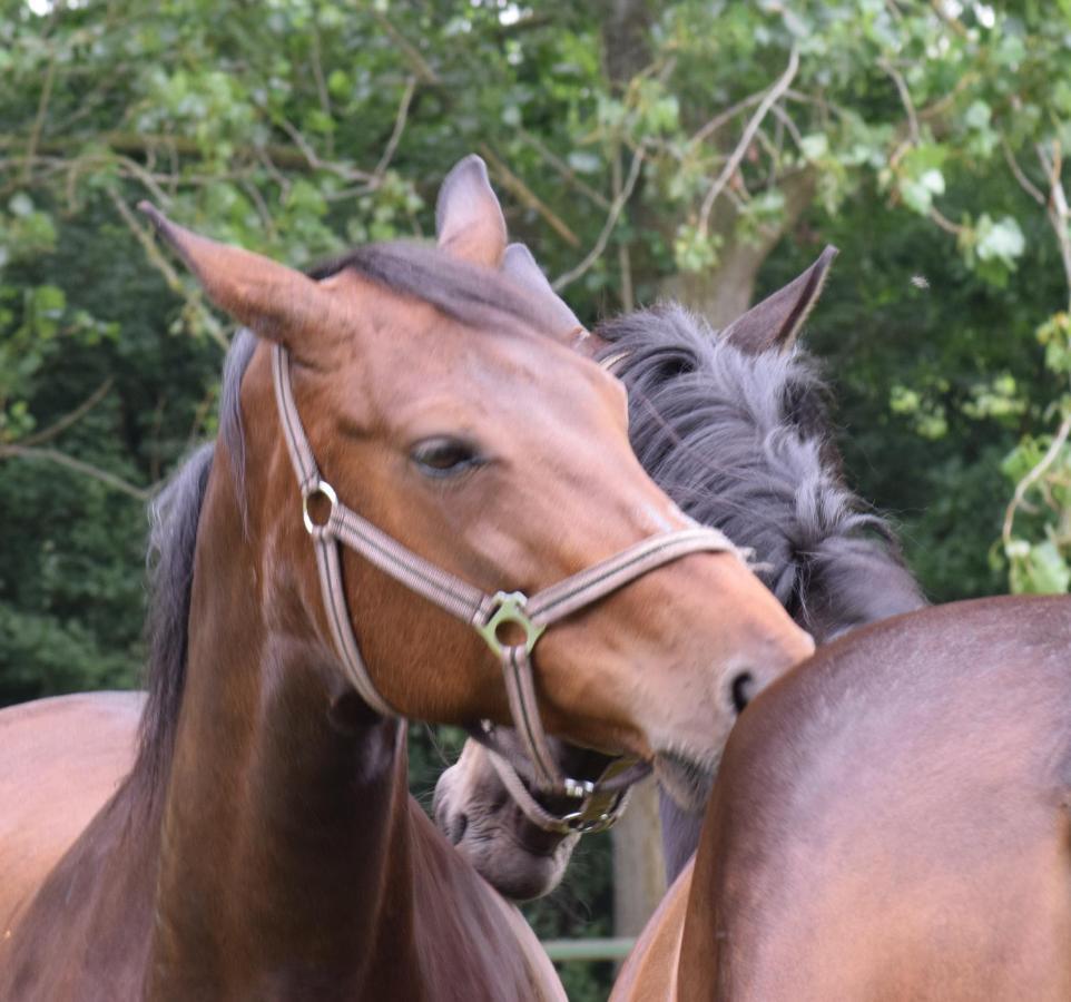 Westert Hoeve Vriescheloo Buitenkant foto