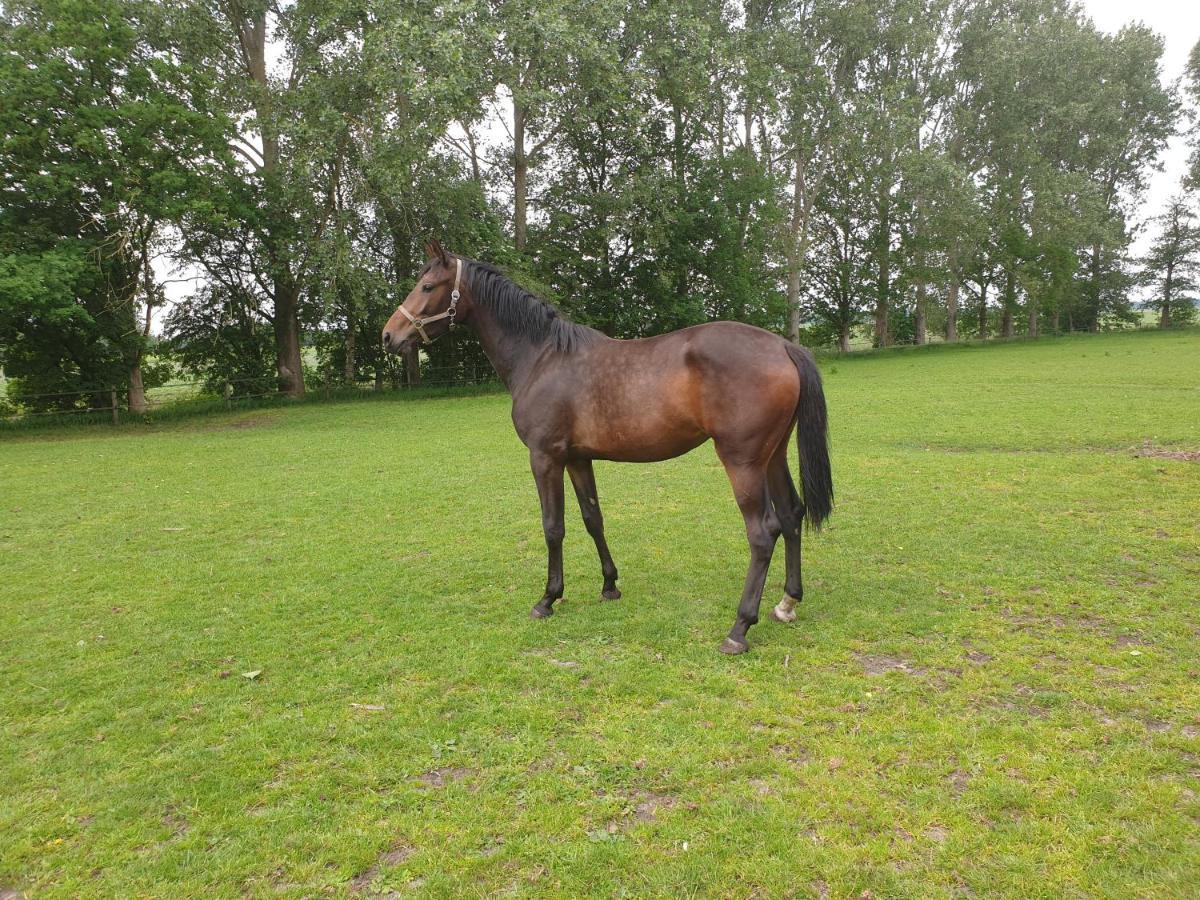 Westert Hoeve Vriescheloo Buitenkant foto
